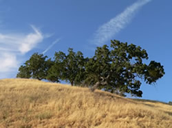 oak trees